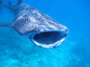 whale_shark_mouth